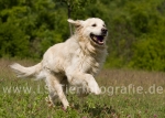 37 Balu